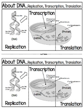comparing dna replication and transcription worksheet answers
