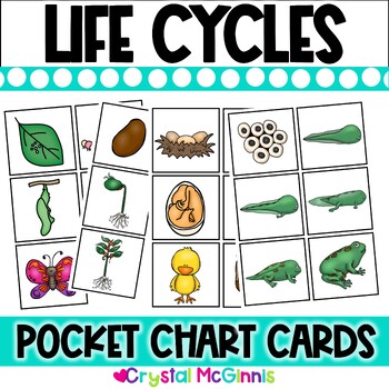 Preview of DOLLAR DEAL | Life Cycle Pocket Chart Cards | Frog  Chicken  Butterfly  Plant