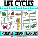 DOLLAR DEAL | Life Cycle Pocket Chart Cards | Frog  Chicke