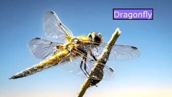 Preview of DRAGONFLY: Animated Keynote/PPT Presentation, Colorful Science