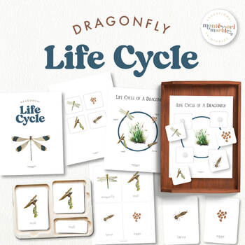 Preview of DRAGONFLY Life Cycle & Nomenclature Cards | Montessori Nature Activity