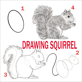 DRAWING SQUIRREL by RACHID ABAHABIBI | TPT