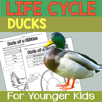 Duck Life Cycle STEM Journal Lesson (3rd-5th) — Adventures in the  Schoolhouse