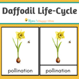 Daffodil Life-Cycle Montessori 3-Part Cards & Spinner
