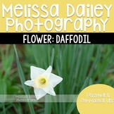 Daffodil Photograph