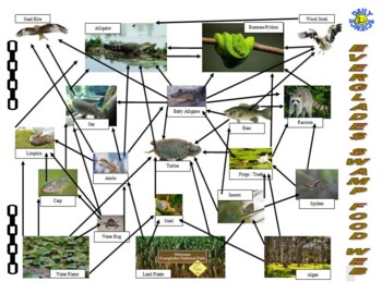 Daily Science #131 : Everglades Swamp Food Web (animals / ecosystem