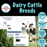 Dairy Cattle Breeds- Animal Science- No-Prep! Remote Learn