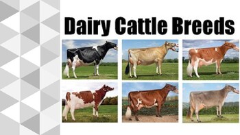 Preview of Dairy Cattle Breeds Notes slides