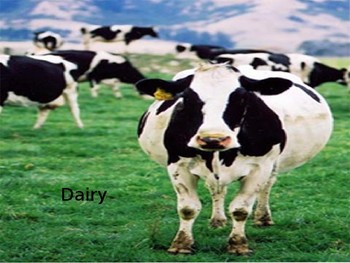 Preview of Dairy PowerPoint