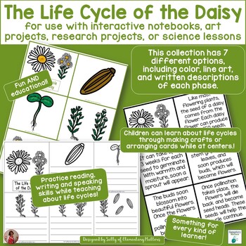 Learn All About Daisies