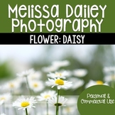 Daisy Photograph