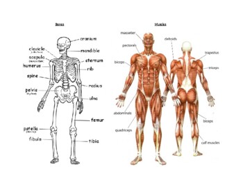 Preview of Dance Bones and Muscles Diagram