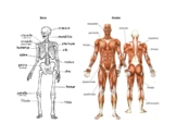 Dance Bones and Muscles Diagram