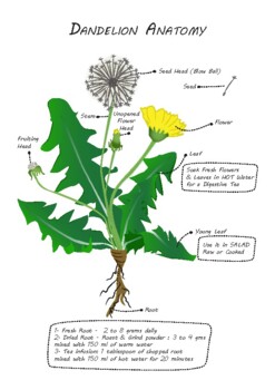 Preview of Dandelion Anatomy & Uses