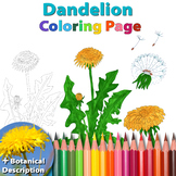 Dandelion: Coloring Page and Botanical Description Card