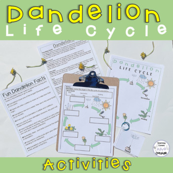 Preview of Dandelion Life Cycle Activities