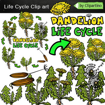 Preview of Dandelion Life Cycle Clip Art