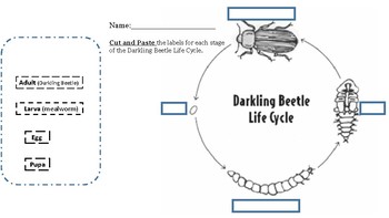 Darkling Beetle Life Cycle by Finding my way | Teachers Pay Teachers