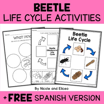 Preview of Mealworm Beetle Life Cycle Activities + FREE Spanish