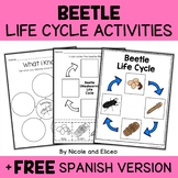 Mealworm Beetle Life Cycle Activities + FREE Spanish