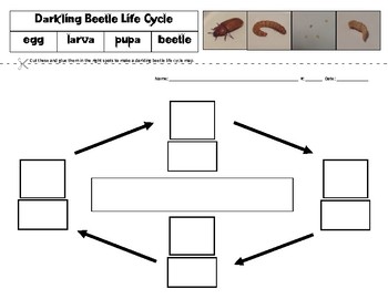 Preview of Darkling Beetle - Mealworm Life Cycle Sort