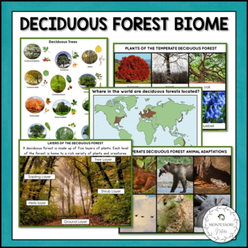 Preview of Deciduous Forest Biome Characteristics, Animal and Plant Adaptations