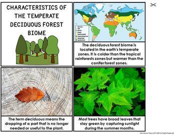 Deciduous Forest Biome Characteristics, Animal and Plant Adaptations