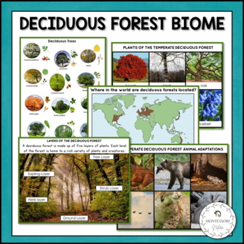 Preview of Deciduous Forest Biome Characteristics Animal Plant Adaptations