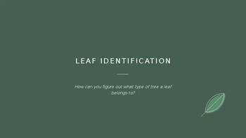 Preview of Deciduous Leaf Identification PowerPoint