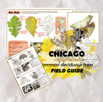 Preview of Deciduous Tree Field Guide - CHICAGO/Illinois/Wisconsin/Upper Midwest