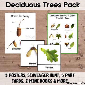 Preview of Deciduous Trees Learning Pack Preschool Fall Botany Montessori 3 Part Cards