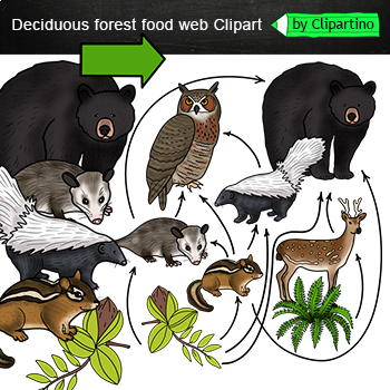 Preview of Deciduous forest Food Web Clip Art/ Food Chain Realistic Clip Art/forest animals