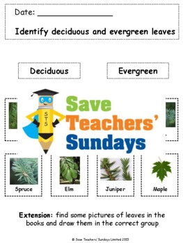 Preview of Deciduous or evergreen / coniferous trees and leaves Lesson plan and Worksheets
