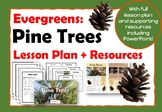Pine Trees: Evergreens: Mini Project with Lesson Resources