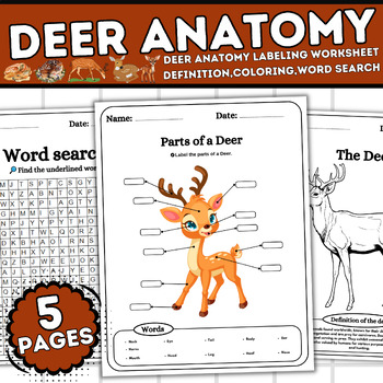 Deer Anatomy-deer Anatomy Labeling, Worksheet, Definition, Coloring 