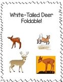 Deer Foldable Second Grade Life Cycles SOL 2.4