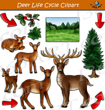 Preview of Deer Life Cycle Clipart