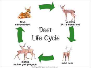 Deer Tick Life Cycle