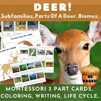 Preview of Deer/Montessori 3 Part+Info Cards/Parts+Life Cycle Of A Deer/Biomes/Activities
