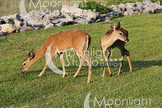 Deer Photograph, Deer Grazing Photo, Deer in Grass Photo