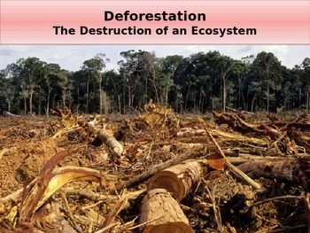 Preview of Deforestation - The Destruction of an Ecosystem