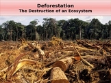 Deforestation - The Destruction of an Ecosystem