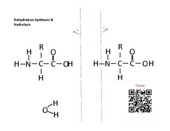 Preview of Dehydration Synthesis and Hydrolysis Foldable Study Tool