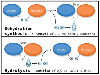 Preview of Dehydration Synthesis and Hydrolysis Graphic