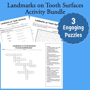 Preview of Dental Anatomy: Landmarks on Tooth Surfaces Activity Bundle