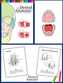 Dental Anatomy & Physiology Coloring | for Dental Students