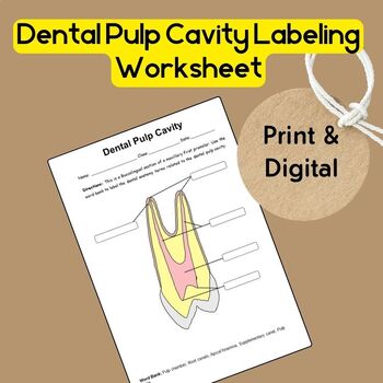 Preview of Dental Anatomy Terms: Dental Pulp Cavity Labeling Worksheet