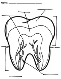 Dental Health|Tooth Labeling Activity| No Prep!