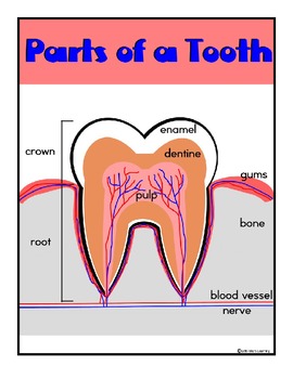 Preview of Dental Thematic Unit