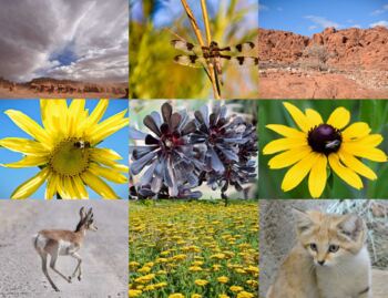 Preview of Desert Animals, Plants, and Land Formations for Commercial Use.